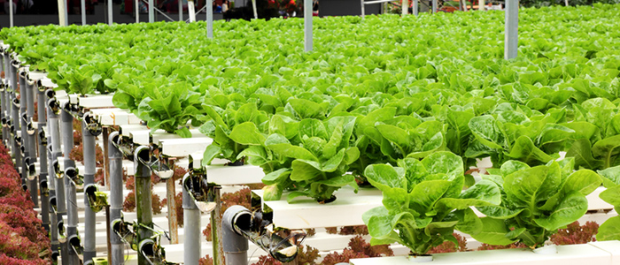 Specialist Hydroponic Farming Company